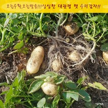 대관령 산지직송 2023년 7월 햇 수미 감자 출시 (대 100-140g내외)3 kg 5 kg, 3kg, 1개