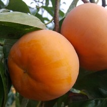 GAP인증 밀양 달콤 아삭한 단감 10kg, 1박스, 10kg 54~60과