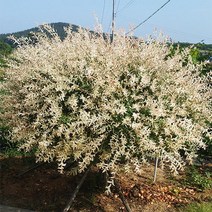 화이트핑크셀릭스/R4CM/묘목/c0656