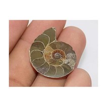 Generic 관찰 달팽이 삼엽충 수석 장식품 암모나이트 화석