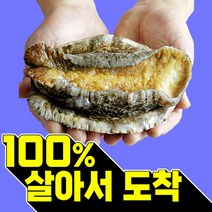 복다미 전복선물세트 특대 완도전복직거래, 11호 2kg