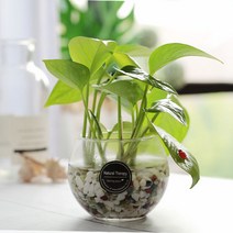그린테라피 수경재배식물 유리병 실내공기정화식물 수중식물키우기 DIYSET, 스킨답서스+어항