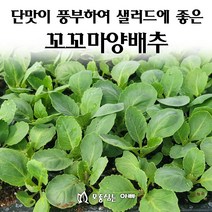 [모종심는아빠] 단맛이 풍부하여 샐러드에 적합한 꼬꼬마양배추 모종, 모종12개, 1개