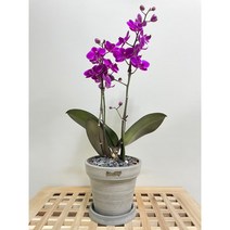 퀵 배송 인사이동문구 수서개업축하난 삼성승진난 양재승진축하난 교대승진화분 문정개업화분 서초개업화분 서울퀵배송 수서승진축하난 구의축하화분 잠실개업화분 삼성승진축하난 집들이선물 승진축, 2.핑크