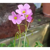 행복한꽃순이//스텔라타/분홍