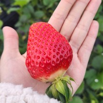 달콤이 논산 비타베리딸기 설향딸기 산지직송 당일수확 프리미엄 GAP 750g 이상 생딸기, 비타베리, 35구 (특)