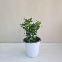 치자 공기정화식물 반려식물