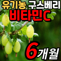 인디안 구스베리 비타민c 미네랄 식물성 원료 유기농 60정 식약처 식약청 gmp 인증 인정 비타 비타민 시 씨 구스배리 항산화 면역 면역력 활성산소 피로할때 먹는 vitamin, 6개월 분