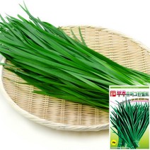 세경팜 잎채소 씨앗 텃밭 상추키우기 식물키우기, 부추씨앗