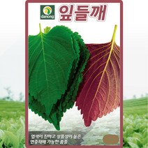 잎들깨 씨앗 깻잎 씨 종자 25g, 단품