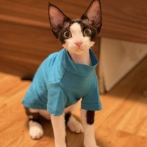 고양이 실내복 조끼 나시 순면 옷 신발 올인원 할로윈 stock 깨끗한 스핑크스 얇은, xxxl, 푸른