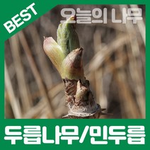 합리적 가격의 우수한 참두릅나무/가시없는 민두릅나무묘목 판매, 가시없는 민두릅나무묘목 상묘