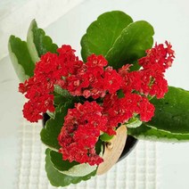 카랑코에 키우기 카랑코 칼란디바 도매화원 랜덤발송, 단품, 1개
