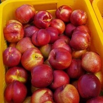 천도복숭아 3kg 특품, 3kg 특품 (18과수내외), 1