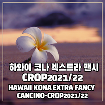 (커피생두) 95 하와이 코나 엑스트라 팬시 3kg, 1개