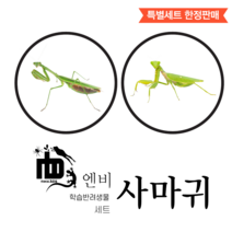 왕사마귀 1령 X 기본형 키우기 사육 세트 넓적배 사마귀 애완 반려 곤충 분양, 왕사마귀(1~3령)+만능키트