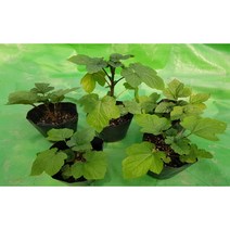 바로심는 산딸기 포트묘 묘목 (올해 모종) 3주 산딸기 나무 키우기 귀농귀촌 텃밭 작물, 3개