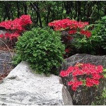 [해찬농원] 영산홍 연산홍 베니 묘목(키 30cm이상) 1단(5주), 영산홍(30cm이상) 1단 5주