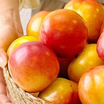 김천자두 산지직송 왕자두 2kg 고당도