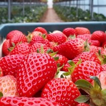 꽃피는딸기정원 생딸기 설향 특1kg GAP인증 당일수확 당일배송 신선딸기