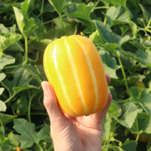 참외 성주참외 꿀참외 성주참외직거래 3kg 5kg 10kg, 성주참외 3kg 특등품, 1개