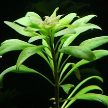 수초 루드위지아 아쿠아타 3촉