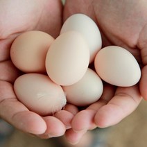 경북 예천군 신선한 백봉 오골계 유정란 (계란 달걀), 1box, 3. 백봉 오골계 유정란 - (30알)