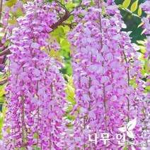 [나무인] 아지 등나무 분홍색
