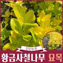 황금사철나무 묘목 (화분묘 중품)