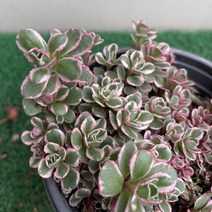 [다온야생화] N2888 오색기린초 (9cm) [랜덤], 1개