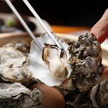 통영 알찬 월하 석화굴8kg 3인분 사계절출시중 굴구이 굴찜, 8kg, 3개