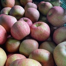 주스용 가공용 조리용 사과 5kg 10kg ( 반품x ) 가정용 못난이 경북 사과, 주스,가공,조리용(간식-대과 사이즈) 5kg, 1개