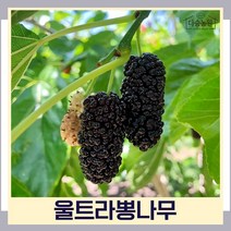 오디나무 묘목 왕오디 울트라뽕나무 접목1년생 뿌리묘 3개