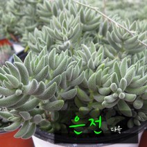 허브여울다육 은전(은서 /촉많은 여러대) 지름 9cm 소품화분, 3개