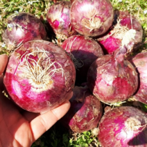 [싱싱다모아] 2023년 국내산 자색양파 햇 적양파 (1kg 3kg 5kg 10kg), 1개, 적양파 1kg