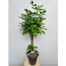 41900 왕특대 녹보수 대품 관엽식물 80~130cm
