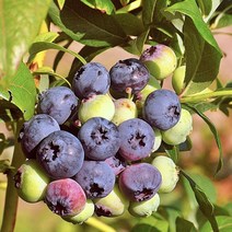 [라이브묘목농원] 블루베리나무 묘목 2년생 포트묘목 모종 모음, 1개, 레카