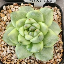 다육식물(자옥이금)9 랜덤 발송, 1개
