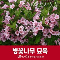 병꽃나무 묘목/붉은병꽃나무/삽목 2년특묘/100-120cm, 붉은병꽃 키120cm(3주)