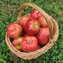 아침이슬사과 첫수확 햇 가을 빨간사과 1.5~5kg, 가정용1.5kg중과(7과내)
