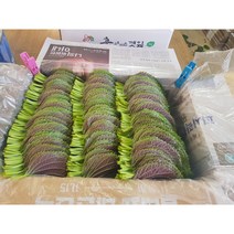 도레미마켓 밀양깻잎 찹찹이 500g 산지직송 전문농장 당일수확, 1kg