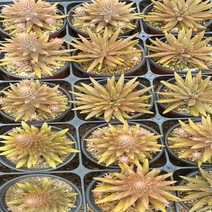 행복한꽃순이 기와와송(소) 바위솔 노지월동 5개 묶음