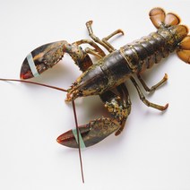 랍스터 자숙 대왕 활 크레이피쉬 스파이니 캐나다 랍스터구이 회 500g~4.8kg, 생물 활 랍스터, 800~900g