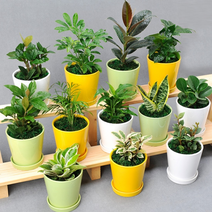 [행복한세상]공기정화식물 원형칼라화분, 원형컬러화분-슈퍼바