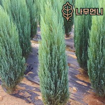 문그로우 상록수 정원수 나무언니, 문그로우 키180cm분묘