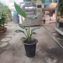 식물공장 꽃피는극락조 레기니아 중대품 인테리어식물 공기정화식물 반려식물 149s
