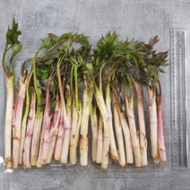 강원도 손질 눈꽃 땅두릅 산지직송 향긋한 봄나물 당일손질 업소용 가정용, 2kg