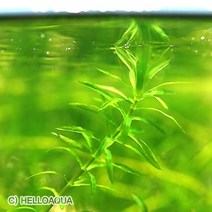 수초-아나카리스(검정말) 5촉-열대어 어항 수족관 수중식물/헬로아쿠아