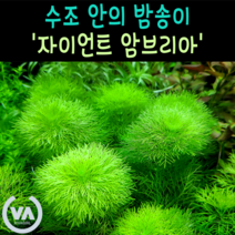 [비바소녀] 머리가 큰 암브리아 자이언트 암브리아 (5촉)