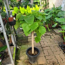 실내공기정화식물 대형 휘커스움베르타 산소탱크 80-120cm 449